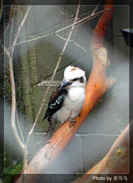 bird1_zoo.12.JPG