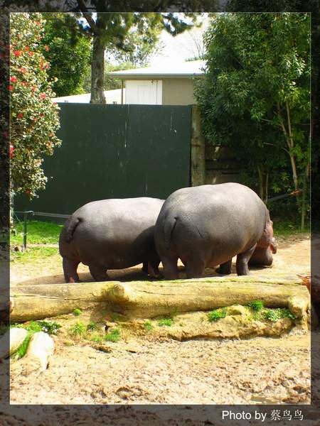 animal4_zoo.6.JPG