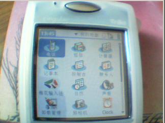 palm2.JPG