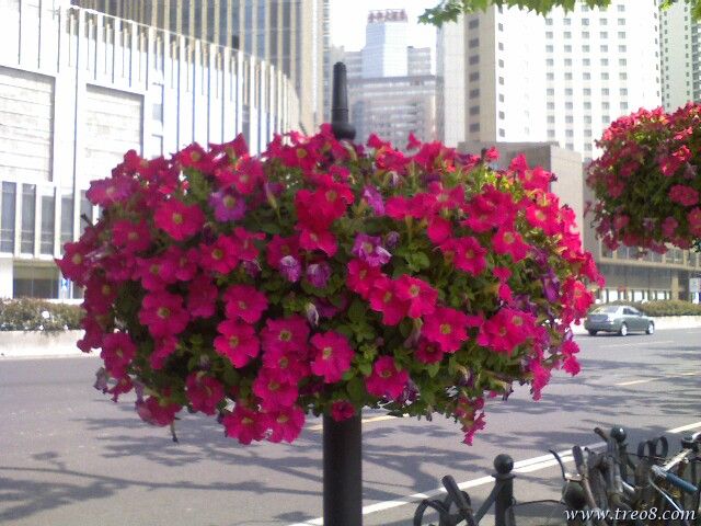 教堂前面的花饰