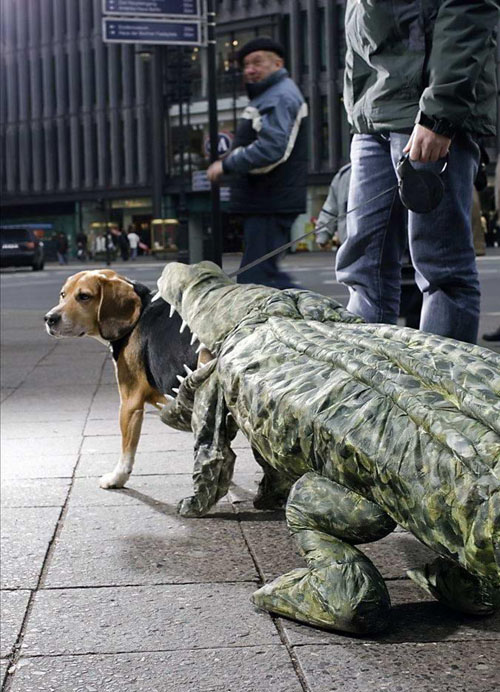 crocdog.jpg