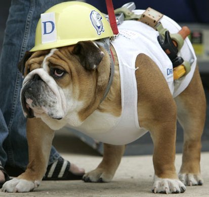 bulldogconstructionworkaj4.jpg