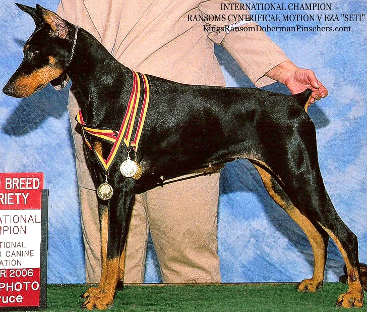 doberman pinscher_1.jpg