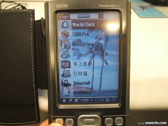 palm1.jpg